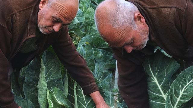 6 yıl önce deneme amaçlı dikti! Şimdi siparişlere yetişemiyor: Tanesi 20 liradan alıcı buluyor