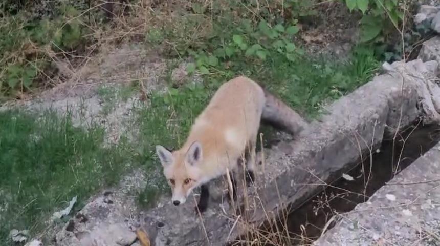 Tilki il&ccedil;eyi mesken tuttu