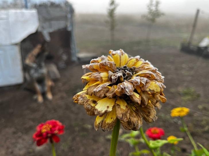 Soğuk hava kenti etkisi altına aldı! Birçok yerinde don meydana geldi G1