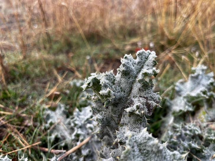 Soğuk hava kenti etkisi altına aldı! Birçok yerinde don meydana geldi G2