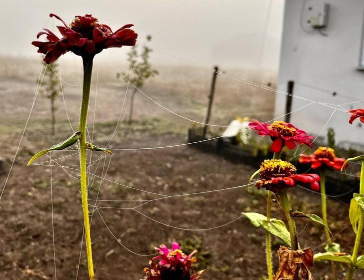 Soğuk hava kenti etkisi altına aldı! Birçok yerinde don meydana geldi G5