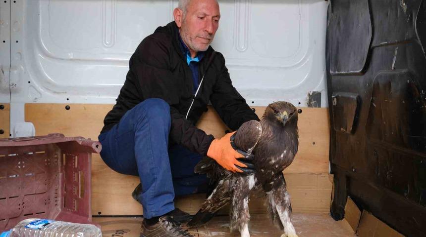 Yaralı Kaya Kartalı tedavi altına alındı