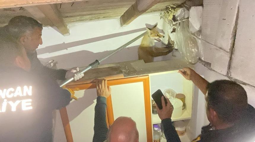 Apartmanın &ccedil;atısında mahsur kalan tilkiyi itfaiye kurtardı