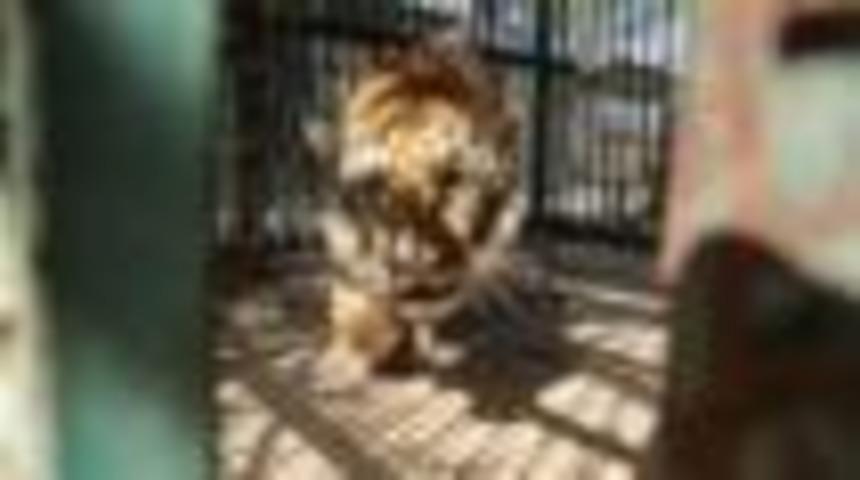 'D&uuml;nyanın en k&ouml;t&uuml; hayvanat bah&ccedil;esi' kapatıldı