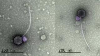 Vampir virüs kabusu! Bilim insanları şokta! İlk tepkisi 'buna inanmıyorum' oldu