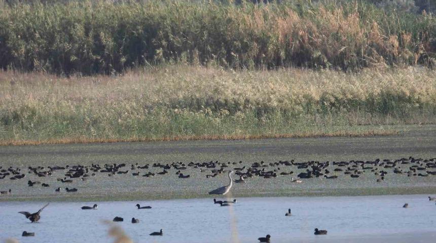 Hatay’da 304 kuş türüne sahip sulak alan moloz sahasına döndü