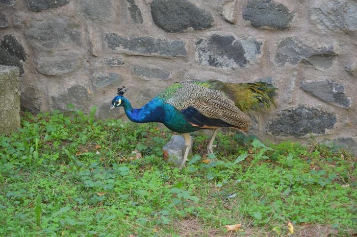 Bu da oldu: Tavus kuşu CİMER'e şikayet edildi! "Hayvan düşmanlığı olarak düşünüyorum" G1