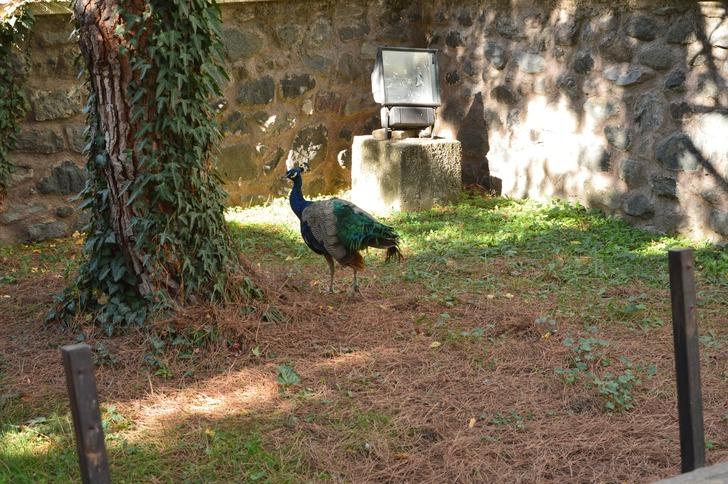 Bu da oldu: Tavus kuşu CİMER'e şikayet edildi! "Hayvan düşmanlığı olarak düşünüyorum" G4