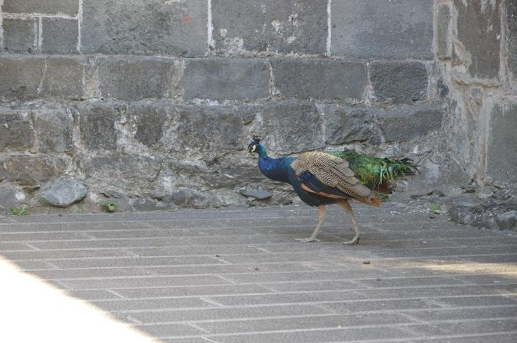 Bu da oldu: Tavus kuşu CİMER'e şikayet edildi! "Hayvan düşmanlığı olarak düşünüyorum" G5
