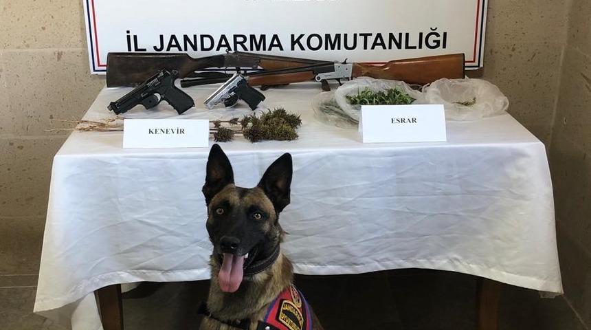 Jandarma kenevir yetiştiricilerini yakaladı