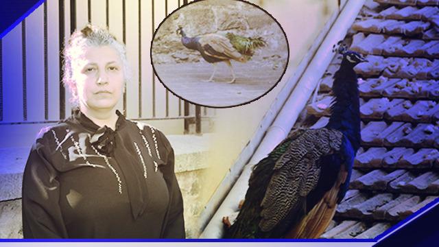 Bu da oldu: Tavus kuşu CİMER'e şikayet edildi! Hayvan düşmanlığı olarak düşünüyorum