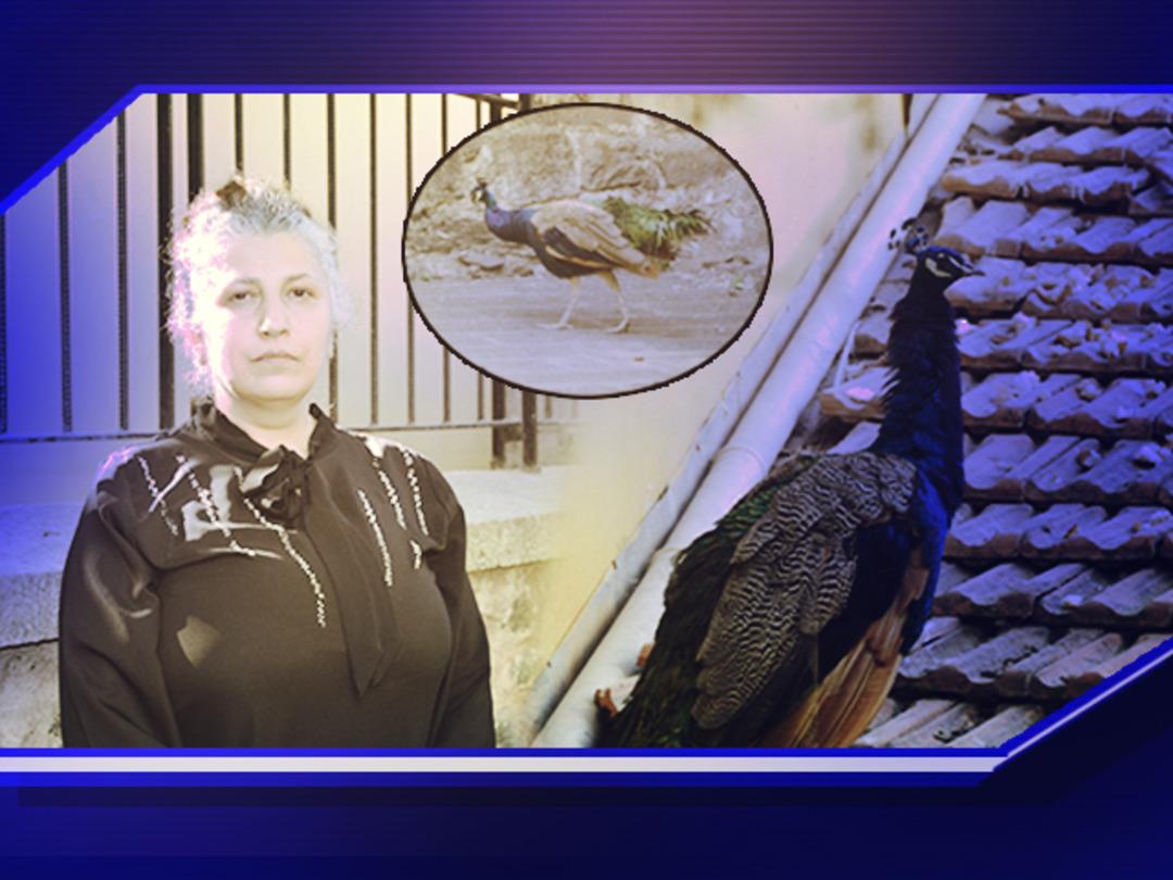 Bu da oldu: Tavus kuşu CİMER'e şikayet edildi! "Hayvan d&uuml;şmanlığı olarak d&uuml;ş&uuml;n&uuml;yorum"