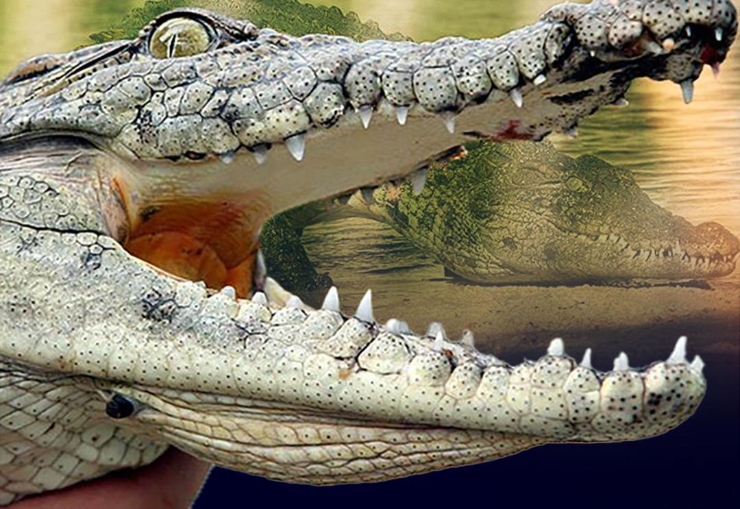 Bir anda timsah saldırısına uğradı, hayvanı ısırıp canını kurtardı! Hayatta kalmasını sağlayan o hamle şaşkına &ccedil;evirdi