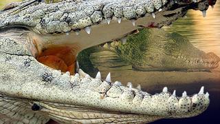 Bir anda timsah saldırısına uğradı, hayvanı ısırıp canını kurtardı! Hayatta kalmasını sağlayan o hamle şaşkına çevirdi