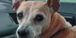 Kira anlaşmazlığı! Kiracılarının köpeğini çalarak intikam aldılar 