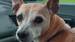 Ev sahipleri, kira anlaşmazlığında kiracının köpeğini çaldıklarını itiraf etti! Köpek 1 yıldır hâlâ kayıp... Kimse nerede olduğunu bilemiyor