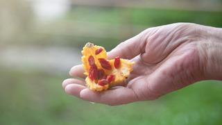 Kudret narı ciltte nasıl kullanılır? Kudret narı yağı lekelere iyi gelir mi?