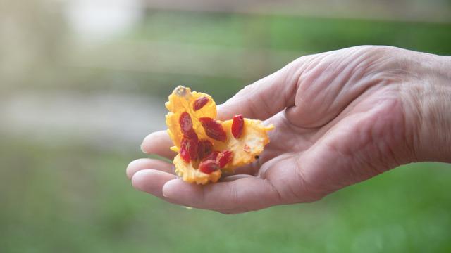 Kudret narı ciltte nasıl kullanılır? Kudret narı yağı lekelere iyi gelir mi?