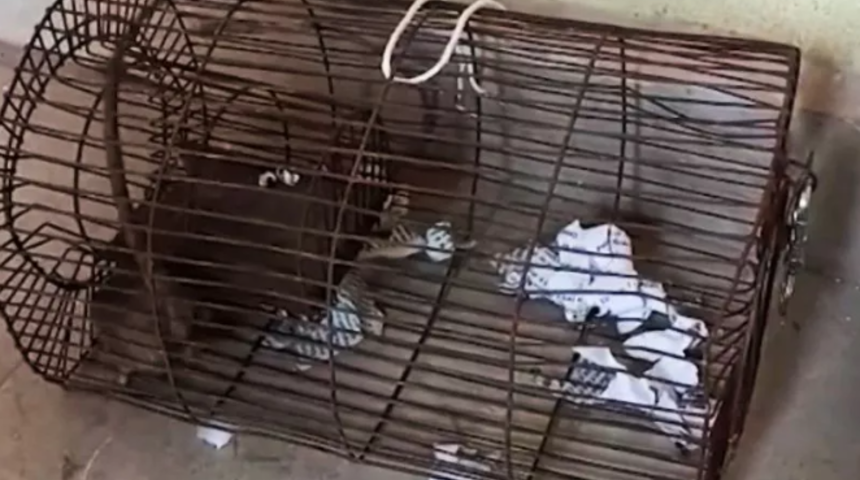 60 şişe yasadışı alkolü bitirdi! Sarhoş olan fare polis tarafından yakalanarak kafese kapatıldı... Tüm delilleri yok etti