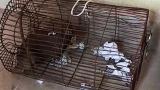 60 şişe yasadışı alkolü bitirdi! Sarhoş olan fare polis tarafından yakalanarak kafese kapatıldı... Tüm delilleri yok etti