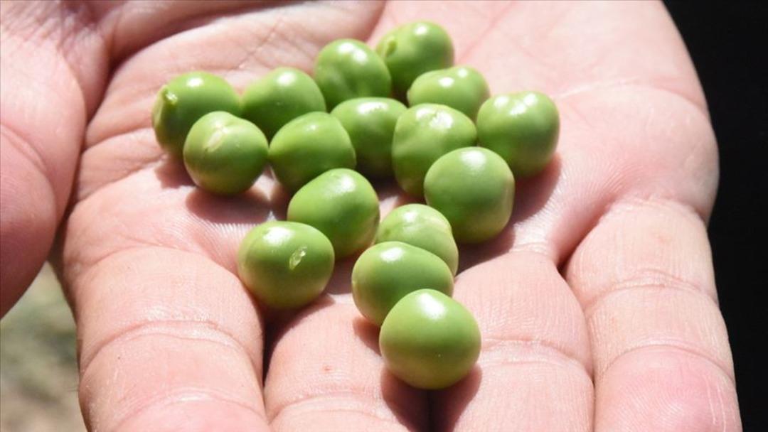 Kış ayında sebze ekilir mi? Soğuğa dayanıklı 10 sebze a&ccedil;ıklandı! 4