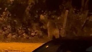 Gelen sesler üzerine pencereden baktıklarında gördüler! Korkudan fısıldayarak konuştular: Dana gibi, kocaman”