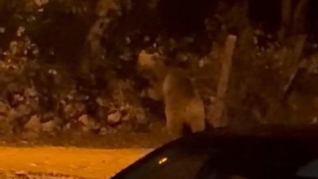 Gelen sesler üzerine pencereden baktıklarında gördüler! Korkudan fısıldayarak konuştular: Dana gibi, kocaman”