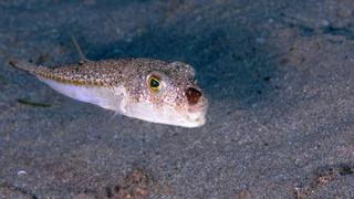 Balon balığının yeni rotası Karadeniz! 'Büyük problem' diyerek uyardı