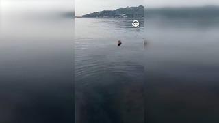 Görüntüler Zonguldak'tan! Su samurunu 'Gel, gel' diyerek çağırdığı anlar büyük ilgi gördü