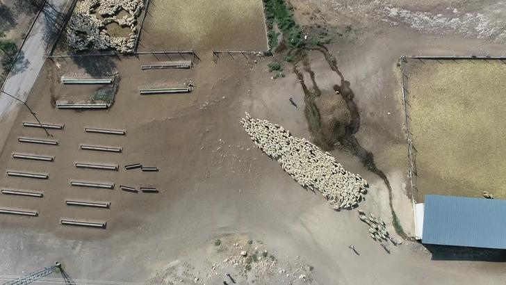 Görüntüler Amasya’dan! Koyun sürüsü durmadan döndü: Akıllara Çin’deki gizemli olayı getirdi G1