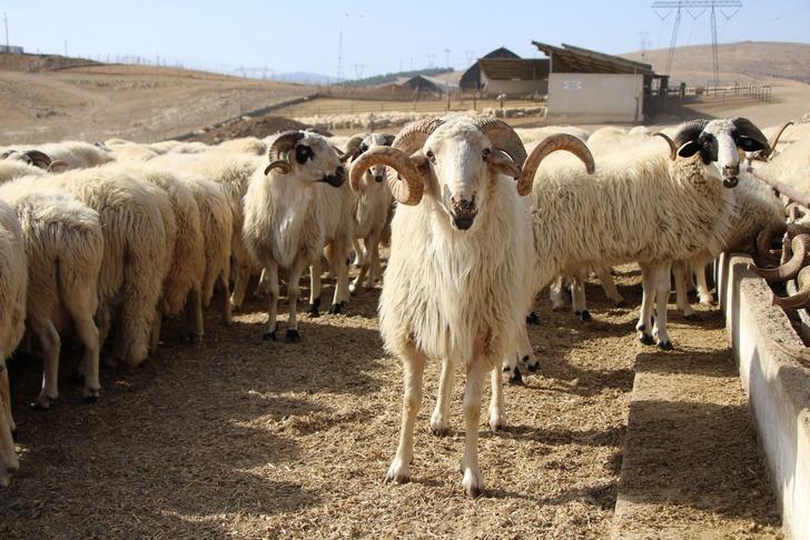 Görüntüler Amasya’dan! Koyun sürüsü durmadan döndü: Akıllara Çin’deki gizemli olayı getirdi G4