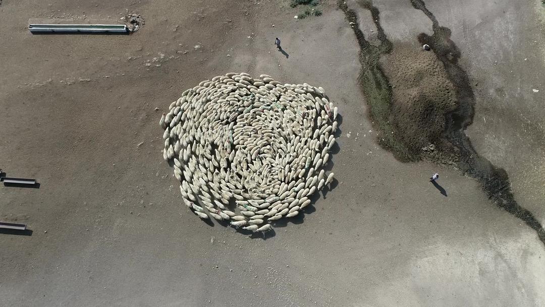 G&ouml;r&uuml;nt&uuml;ler Amasya&rsquo;dan! Koyun s&uuml;r&uuml;s&uuml; durmadan d&ouml;nd&uuml;: Akıllara &Ccedil;in&rsquo;deki gizemli olayı getirdi