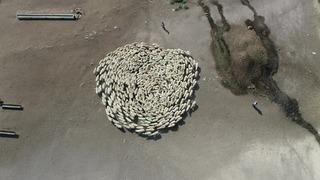 Görüntüler Amasya’dan! Koyun sürüsü durmadan döndü: Akıllara Çin’deki gizemli olayı getirdi