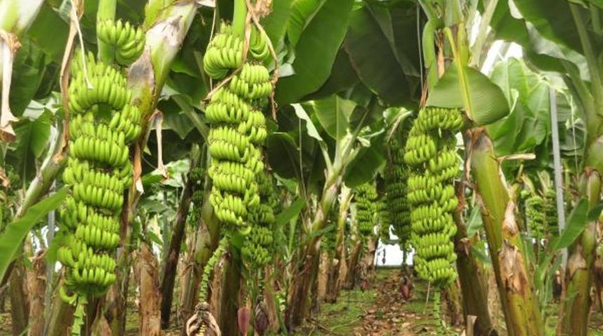 Uzman isimden dikkat çeken uyarı! 'Yer altı sularını yok ediyor, üretimi durdurulsun'