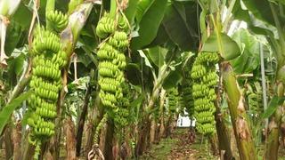 Uzman isimden dikkat çeken uyarı! 'Yer altı sularını yok ediyor, üretimi durdurulsun'