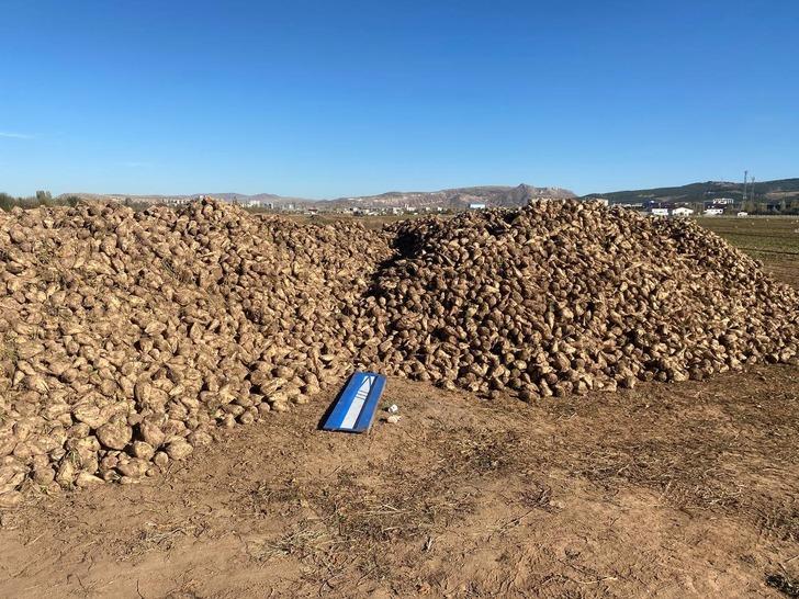 Sivas’ta bir çiftçi üretti! Mutfak tüpü büyüklüğünde: "Her zaman denk gelmiyor" G3