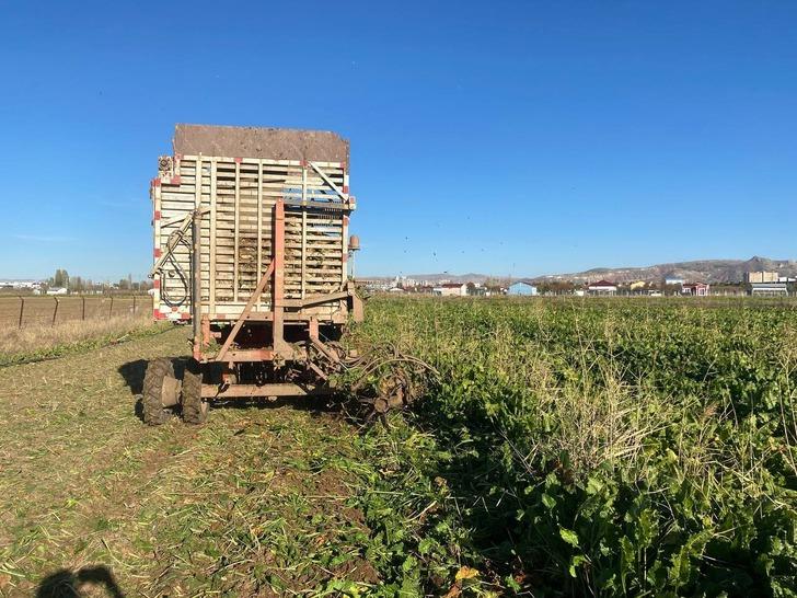 Sivas’ta bir çiftçi üretti! Mutfak tüpü büyüklüğünde: "Her zaman denk gelmiyor" G5