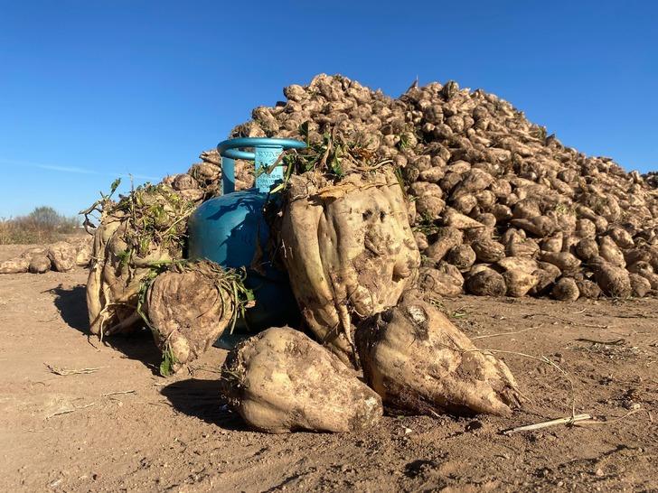 Sivas’ta bir çiftçi üretti! Mutfak tüpü büyüklüğünde: "Her zaman denk gelmiyor" G2