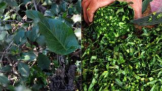 Tirşik çorbası tarifi: Yılda 7 kez yapın mucizelere tanık olun