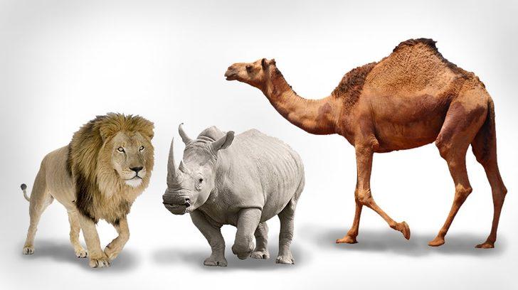 Trump'ın geçtiği akıl sağlığı testinden geçebilecek misiniz? G2