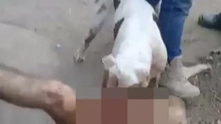 Meksikalı çeteden korkunç ceza! Tecavüzcünün cinsel organını pitbullun yemesini sağladılar... Bir de o anları saniye saniye kaydettiler