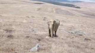 Ardahan'da çobanın paylaştığı fil fotoğrafları ortalığı karıştırdı! Jandarma fili aradı! Valilikten açıklama geldi