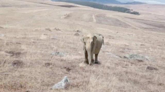 Ardahan'da çobanın paylaştığı fil fotoğrafları ortalığı karıştırdı! Jandarma fili aradı! Valilikten açıklama geldi