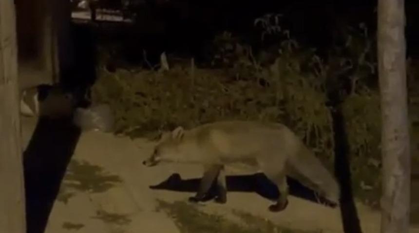 Elazığ&rsquo;da a&ccedil; kalan tilki şehir merkezine indi, o anlar kamerada