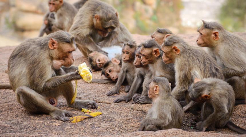 Bir hafta içinde üçüncü maymun saldırısı! 10 yaşındaki çocuğun bağırsaklarını parçalayarak öldürdü... Bölgede endişe yaratan anlar