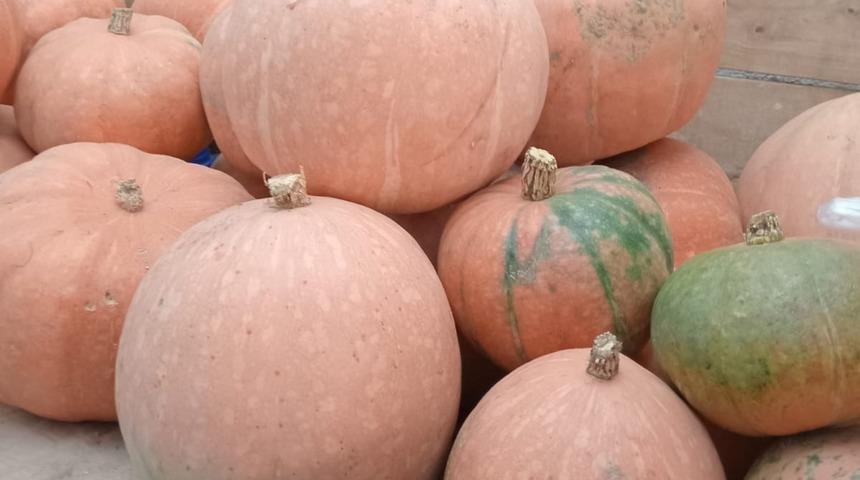 Aynı tohumdan 10 kat fazla &uuml;r&uuml;n aldı