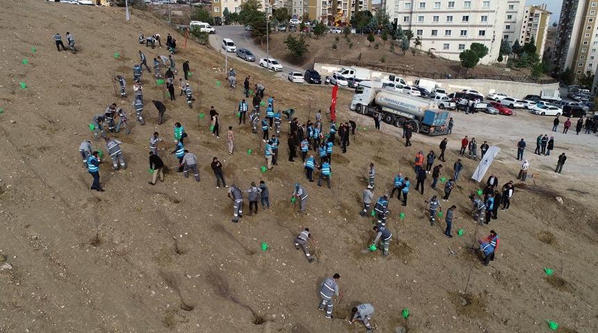 Pamukkale’de 3202 ağaç daha toprakla buluştu