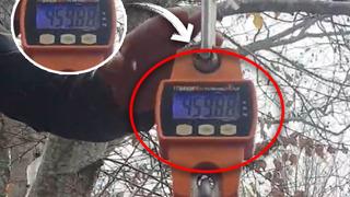 Tokat'ta avlandı! Tam 459 kilo