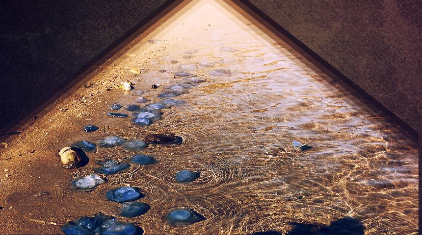 İstila kasım ayında bile bitmedi! Tedirgin etmekle kalmayan denizanaları esnafı da vurdu: 'Önceki yıllarda bu kadar yoğun değildi'