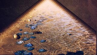 İstila kasım ayında bile bitmedi! Tedirgin etmekle kalmayan denizanaları esnafı da vurdu: 'Önceki yıllarda bu kadar yoğun değildi'